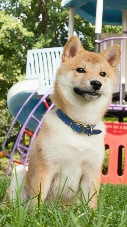 鲿1.97ԪοѵԱϵԱϸɲ